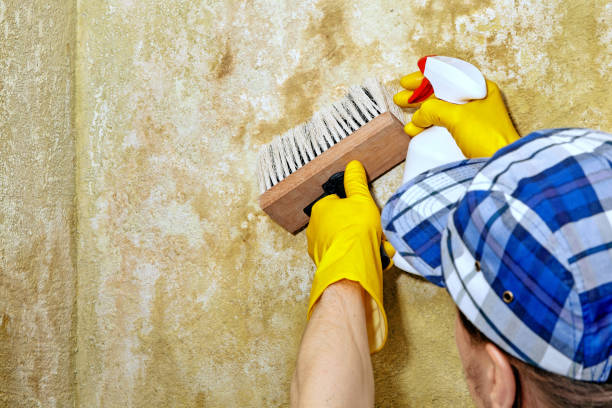 Environmental Consulting for Mold Prevention in Selmont West Selmont, AL