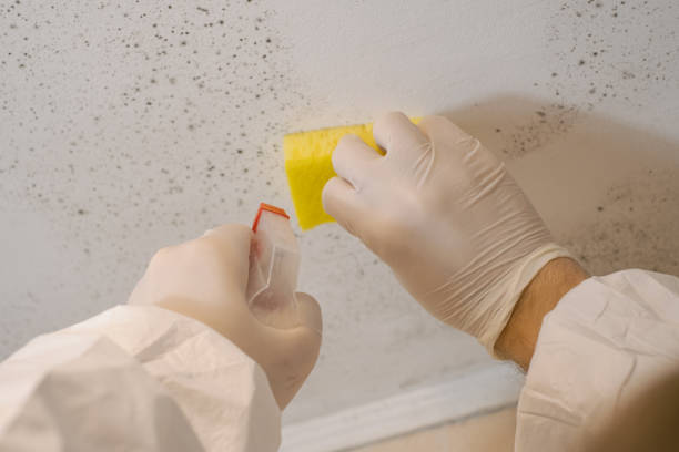 Best Commercial Mold Inspection  in Selmont West Selmont, AL
